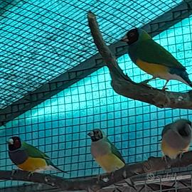 diamanti di gould