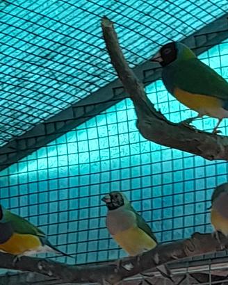 diamanti di gould