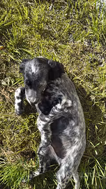 Setter inglese