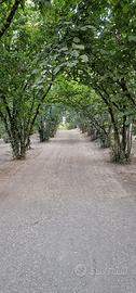 Noccioleto di 6600 m²