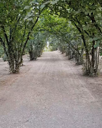 Noccioleto di 6600 m²