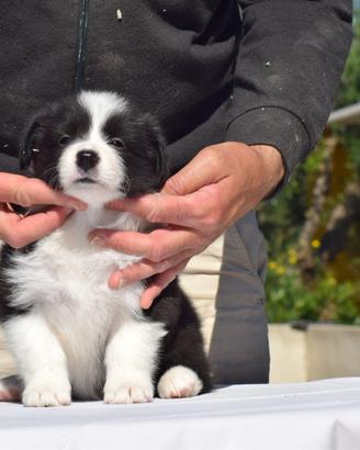 Border collie cuccioli disponibili