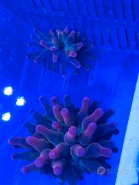 Anemone