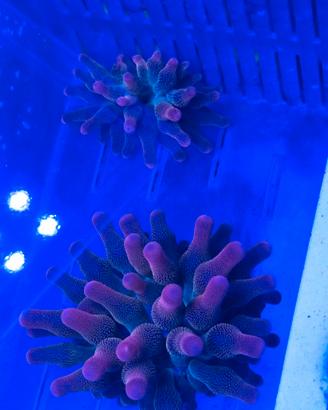 Anemone