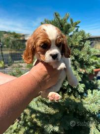 Cavalier king