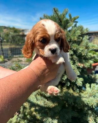 Cavalier king