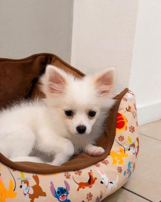 cucciolo pomerania chihuahua