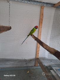 Parrocchetto testa di prugna