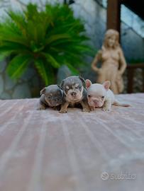 Cuccioli bulldog francese