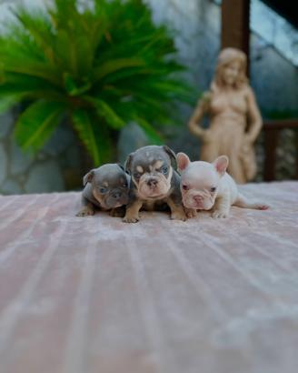 Cuccioli bulldog francese