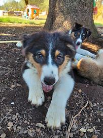 Cucciolo australian shepherd pastore australiano