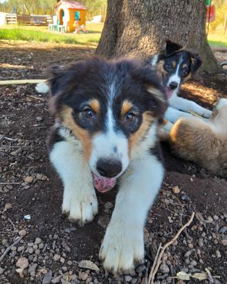 Cucciolo australian shepherd pastore australiano