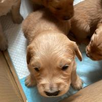 Cuccioli maschi Golden Retriver Piemonte