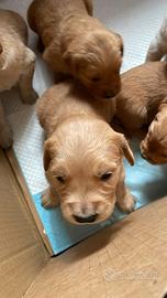 Cuccioli maschi Golden Retriver Piemonte