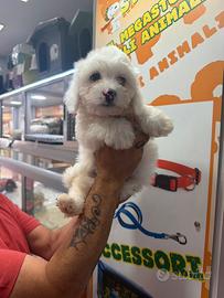 Maltese koreani