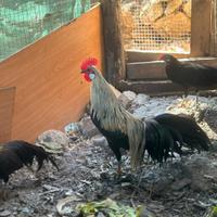 Galline ornamentali Phoenix