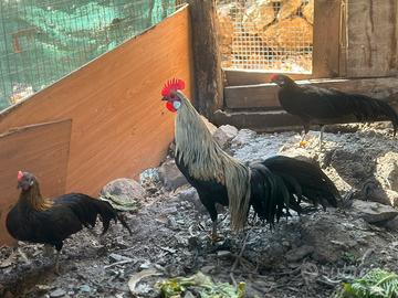 Galline ornamentali Phoenix