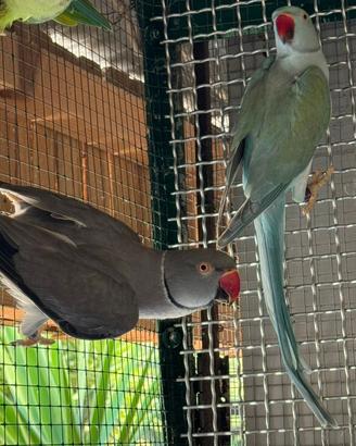 Parrocchetto dal collare coppia