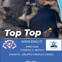 Chihuahua top pedigree Enci