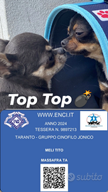 Chihuahua top pedigree Enci