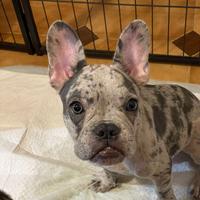 Bulldog francese maculato