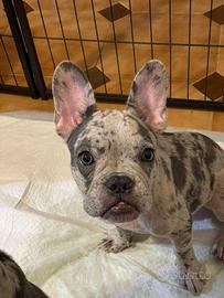 Bulldog francese maculato