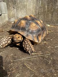 Geochelone sulcata