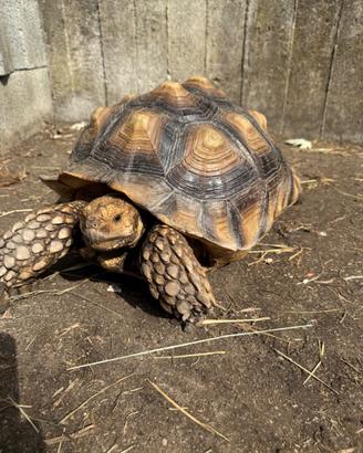 Geochelone sulcata
