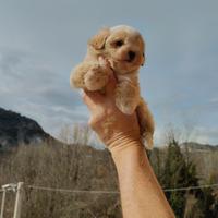 Cuccioli di maltipoo MINI TOY