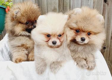 Cuccioli spitz pomerania maschi e femmine