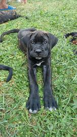 Cane corso