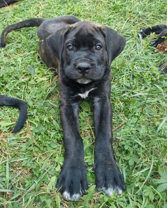 Cane corso