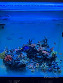 Coralli acquario marino