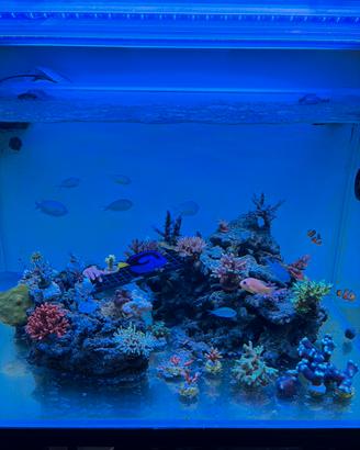 Coralli acquario marino