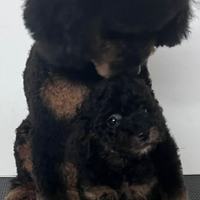 Meraviglioso barboncino Phantom