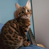 Cuccioli di gatto Bengala