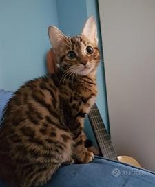 Cuccioli di gatto Bengala