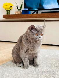 Gatta scottish straight grigio