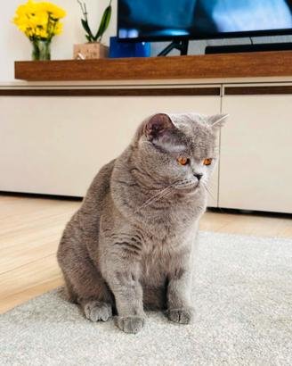 Gatta scottish straight grigio