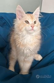 Maine Coon