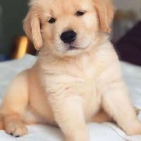 Cuccioli golden retriever