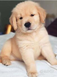 Cuccioli golden retriever