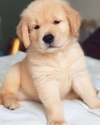 Cuccioli golden retriever
