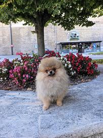 Pomerania cucciolo
