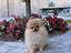 Immagine 1
