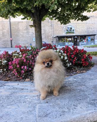 Pomerania cucciolo