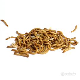 Insetti da pasto