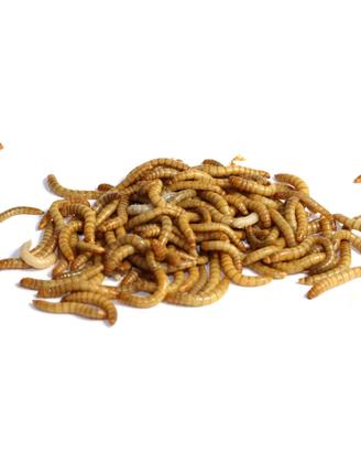 Insetti da pasto