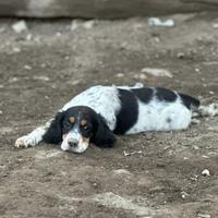 Disponibili Cuccioli Setter Inglesi
