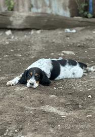 Disponibili Cuccioli Setter Inglesi